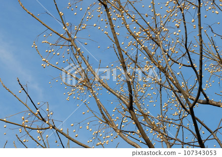 Sendan's fruit 107343053