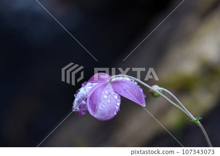 [長野縣信濃町]黑姬高原雨中的秀命木 107343073