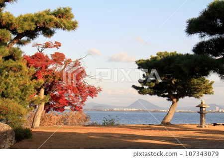 Karasaki Shrine autumn leaves Karasaki Shrine autumn leaves 107343079