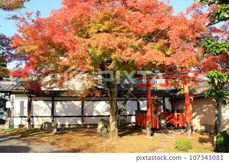 Shiga-in Monzeki ruins autumn leaves Shiga-in Monzeki ruins autumn leaves 107343081