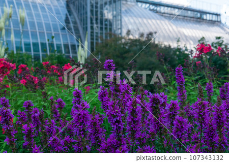 bright flower garden against the backdrop of a large ancient greenhouse bright flower garden against the backdrop of a large ancient greenhouse 107343132