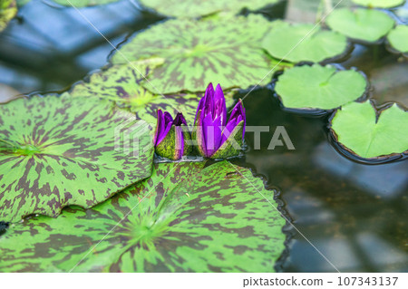 purple buds of a tropical water lily before flowering in a greenhouse pool 107343137