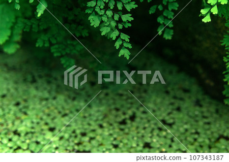 natural plant partially blurred background with tropical fern leaves in the foreground 107343187