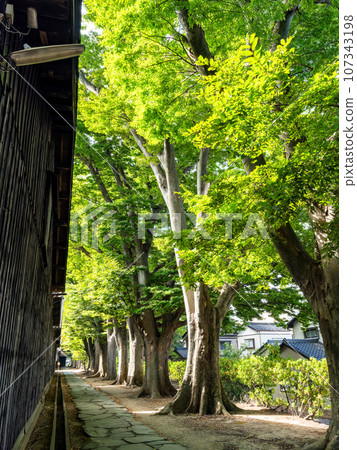 Beautiful Sankyo warehouse and zelkova tree-lined historical building in Sakata city visited in summer 107343198