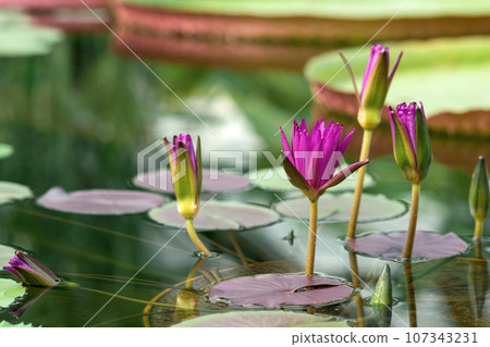 exotic purple waterlilies blooms in water close-up 107343231