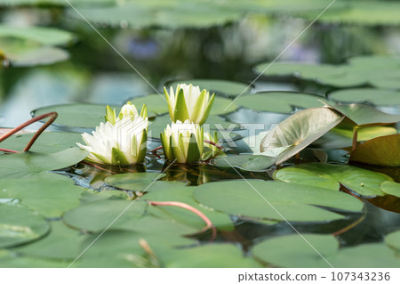 white water lilies blooming under the dome of the greenhouse white water lilies blooming under the dome of the greenhouse 107343236