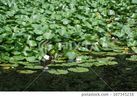 lotus leaves completely cover the surface of the water, pure flowers rise from the swamp mud lotus leaves completely cover the surface of the water, pure flowers rise from the swamp mud 107343238