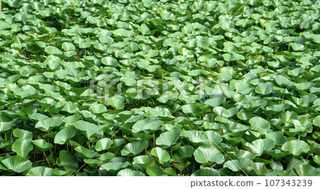 landscape landscape 107343239