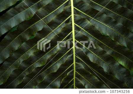 partially blurred floral background with texture of fern leaf partially blurred floral background with texture of fern leaf 107343256