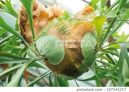 basal fronds of epiphytic fern platycerium close-up 107343257