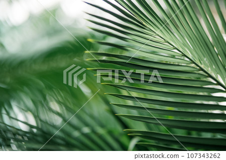 partially blurred natural background with palm leaves in the foreground partially blurred natural background with palm leaves in the foreground 107343262