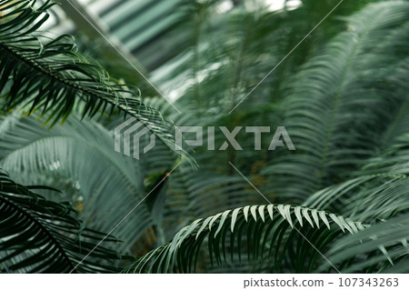 partially blurred natural background with cycas leaves in the foreground 107343263