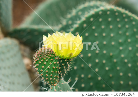 young prickly pear cactus leaves with yellow flower 107343264