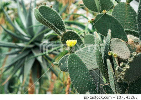 prickly pear cactus leaves with yellow flowers and unripe fruits prickly pear cactus leaves with yellow flowers and unripe fruits 107343265