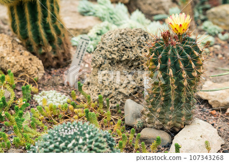 collection of cacti and other succulents in the botanical garden collection of cacti and other succulents in the botanical garden 107343268