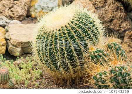 beautiful golden barrel cactus among other cacti and succulents in the botanical garden beautiful golden barrel cactus among other cacti and succulents in the botanical garden 107343269