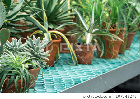 collection of succulents and cacti on a greenhouse shelf collection of succulents and cacti on a greenhouse shelf 107343275
