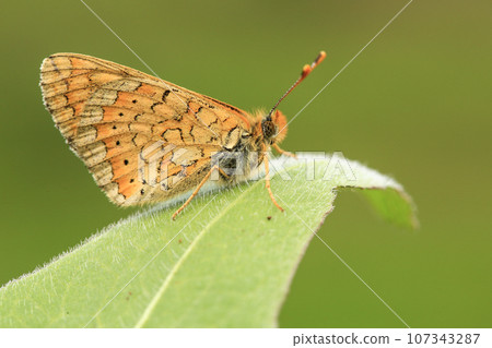 Close-up image of colorful butterflies. 107343287