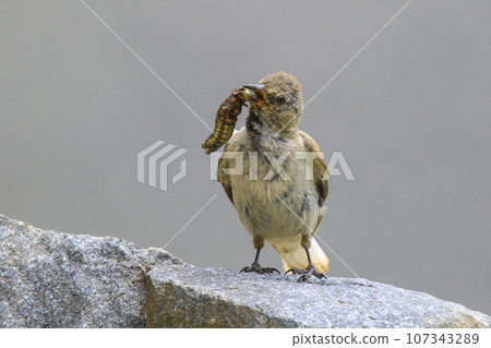 Image of snow sparrow catching insects. 107343289