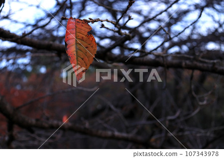 樹枝上只剩下一片葉子 樹枝上只剩下一片葉子 107343978