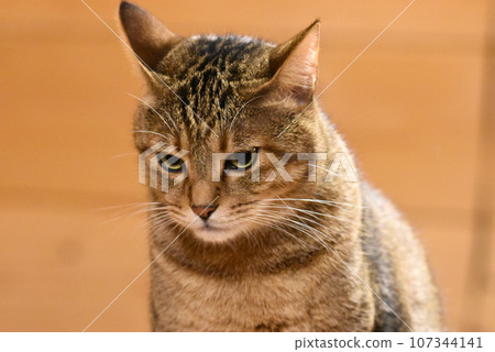 A tabby cat living in a log house in a villa in Daigakumura 107344141