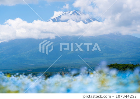 Nemophila and Mt. Fuji 107344252