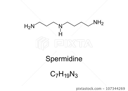Spermidine, chemical formula and structure. Organic compound, originally isolated from semen, found in ribosomes and living tissues. Longevity agent in mammals with autophagy as its main mechanism. Spermidine, chemical formula and structure. Organic compound, originally isolated from semen, found in ribosomes and living tissues. Longevity agent in mammals with autophagy as its main mechanism. 107344269