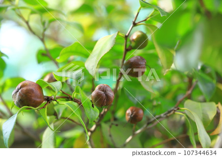 Camellia fruit that grew big 107344634