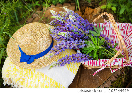 A hat, a plaid and a bouquet of lupines in a basket stand on a stump in the forest, close-up A hat, a plaid and a bouquet of lupines in a basket stand on a stump in the forest, close-up 107344669