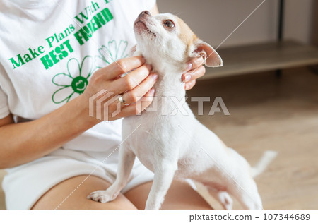 Portrait of a happy dog. Portrait of a white and beige Chihuahua dog being petted by a girl, caring for a pet. Portrait of a happy dog. Portrait of a white and beige Chihuahua dog being petted by a girl, caring for a pet. 107344689
