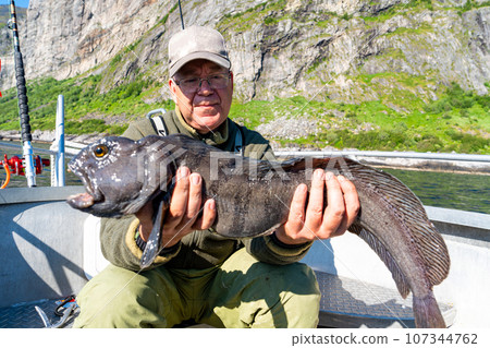 Fisherman with big wolffish near Lofoten, Senija, Alta Norway. Man holding catch Atlantic wolf fish Fisherman with big wolffish near Lofoten, Senija, Alta Norway. Man holding catch Atlantic wolf fish 107344762