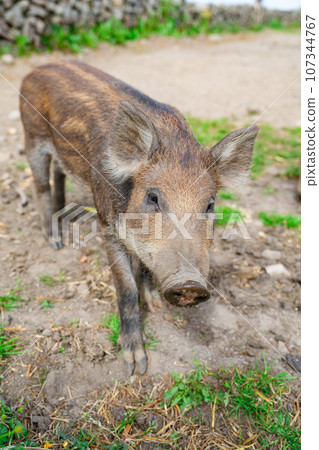 Wild boars feeding on green grain field in summer Wild pig hiding in agricultural country copy space Wild boars feeding on green grain field in summer Wild pig hiding in agricultural country copy space 107344767