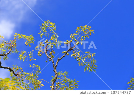A lot of ripened sandalwood seeds 107344787