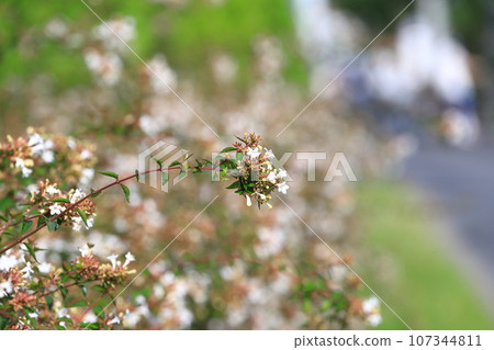 Hanazono Tsukuba Soragi or Abelia 107344811