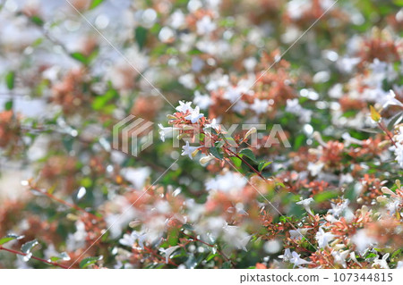 花園筑波空木或阿貝利亞 花園筑波空木或阿貝利亞 107344815