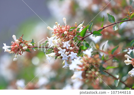 花園筑波空木或阿貝利亞 花園筑波空木或阿貝利亞 107344818