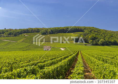 Typical vineyards near Clos de Vougeot, Cote de Nuits, Burgundy, France Typical vineyards near Clos de Vougeot, Cote de Nuits, Burgundy, France 107345107