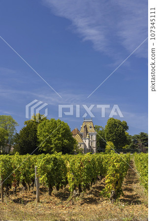 Typical vineyards near Aloxe-Corton, Cote de Nuits, Burgundy, France Typical vineyards near Aloxe-Corton, Cote de Nuits, Burgundy, France 107345111