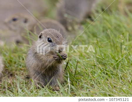 Ground squirrel colony (Syslovisko Biele vody), National park Muranska Planina, Slovakia 107345121