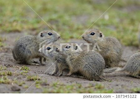 Ground squirrel colony (Syslovisko Biele vody), National park Muranska Planina, Slovakia 107345122