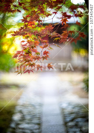 Autumn in Kyoto, the approach to Rakuo-in Temple, colorful autumn leaves starting to change color, red maple leaves on the cobblestone road 107345487