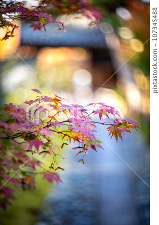 Autumn in Kyoto, the approach to Rakuo-in Temple, colorful autumn leaves starting to change color, red maple leaves on the cobblestone road 107345488