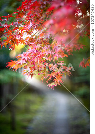 京都的秋天，樂王院的入口，五彩斑斕的秋葉開始變色，鵝卵石路上的紅楓葉 107345489