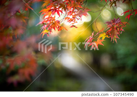 京都的秋天,樂王院的入口,五彩斑斕的秋葉開始變色,鵝卵石路上的紅楓葉 京都的秋天,樂王院的入口,五彩斑斕的秋葉開始變色,鵝卵石路上的紅楓葉 107345490