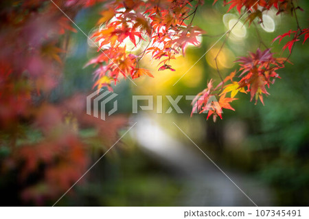 Autumn in Kyoto, the approach to Rakuo-in Temple, colorful autumn leaves starting to change color, red maple leaves on the cobblestone road Autumn in Kyoto, the approach to Rakuo-in Temple, colorful autumn leaves starting to change color, red maple leaves on the cobblestone road 107345491