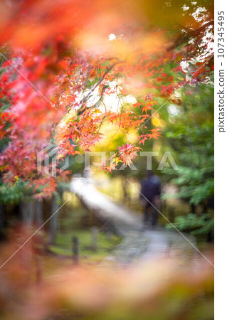 京都的秋天,樂王院的入口處,五彩斑斕的秋葉開始變色,鵝卵石路上鮮豔的楓葉 京都的秋天,樂王院的入口處,五彩斑斕的秋葉開始變色,鵝卵石路上鮮豔的楓葉 107345495
