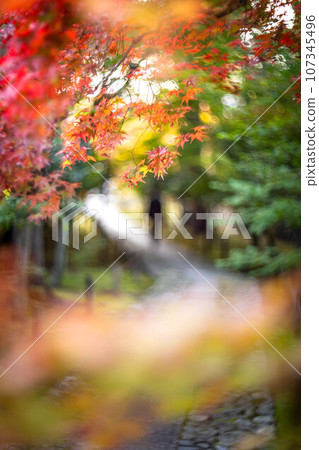 京都的秋天，樂王院的入口處，五彩斑斕的秋葉開始變色，鵝卵石路上鮮豔的楓葉 107345496