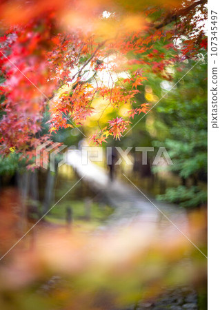 Autumn in Kyoto, the approach to Rakuo-in Temple, colorful autumn leaves starting to change color, bright maple leaves on the cobblestone road 107345497