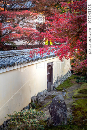 京都的秋天，樂王院的秋葉，從衣櫃看主花園裡鮮紅的秋葉 107345508