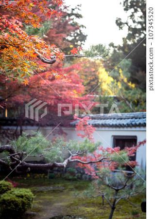 京都的秋天,樂王院的秋葉,秋日夕陽下主花園裡鮮紅的秋葉 京都的秋天,樂王院的秋葉,秋日夕陽下主花園裡鮮紅的秋葉 107345520